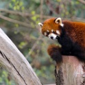 Chengdu