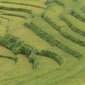 Sapa
